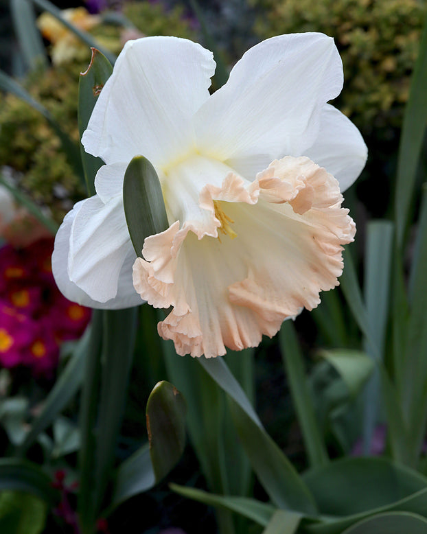 Narcissus 'British Gamble'