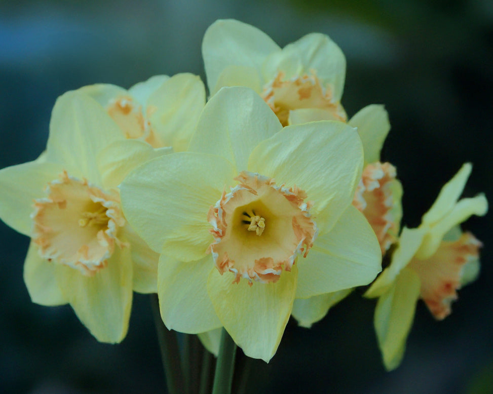 Narcissus 'By George'