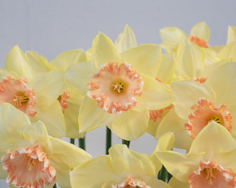 Narcissus 'By George'