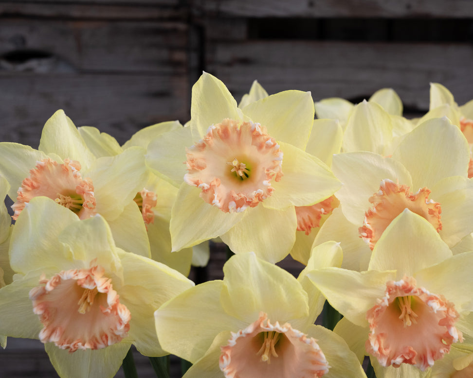 Narcissus 'By George'