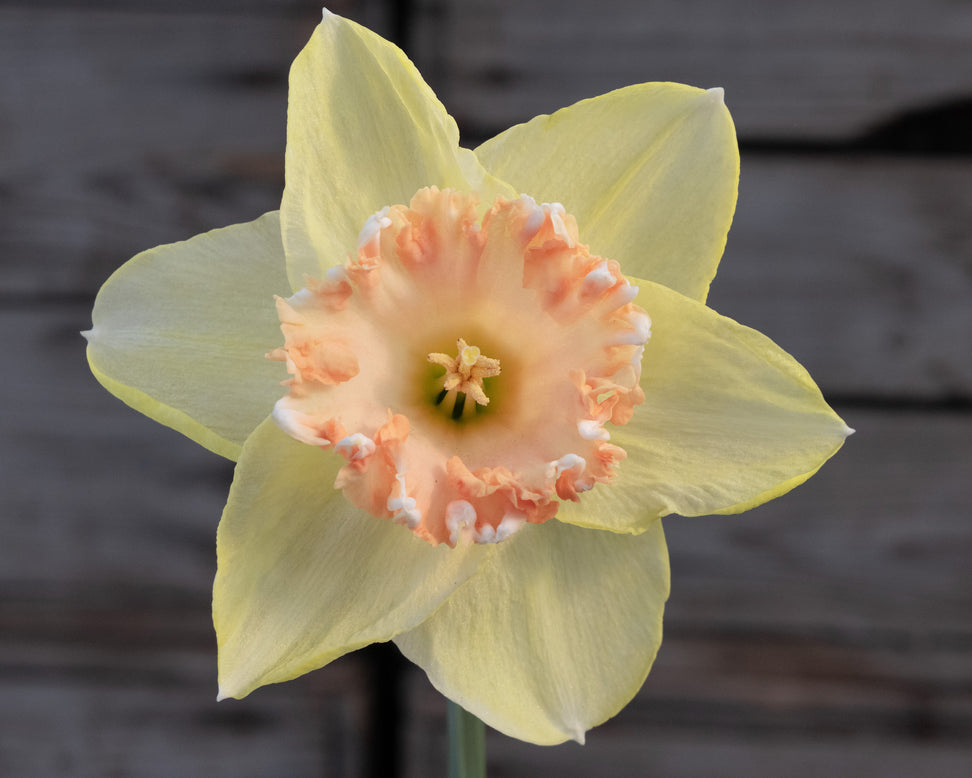 Narcissus 'By George'