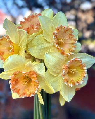 Narcissus 'By George' Narcissus 'By George'