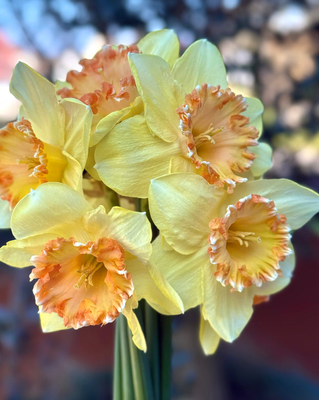 Narcissus 'By George'