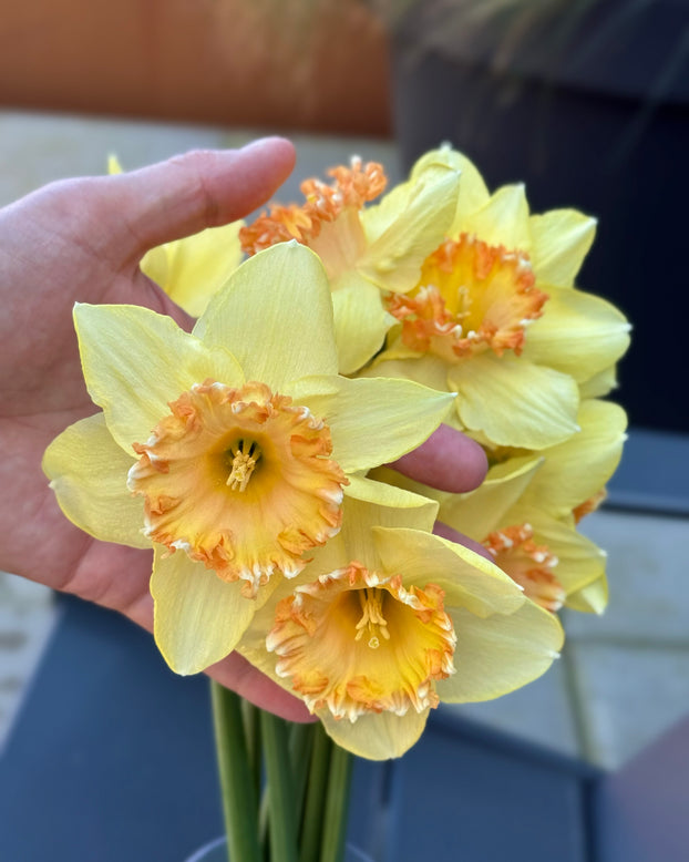 Narcissus 'By George'