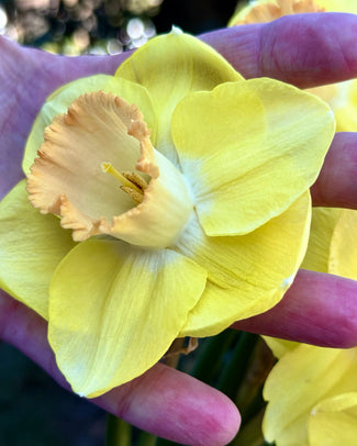 Narcissus 'Chemeketa' Narcissus 'Chemeketa'