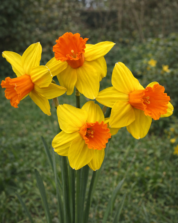 Narcissus 'Classic Garden'