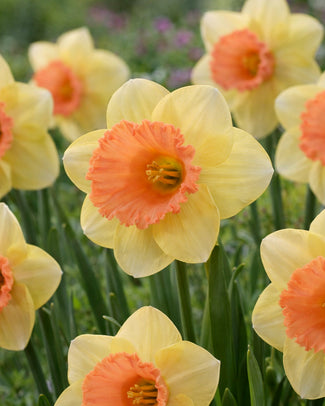 Narcissus 'Colour Magic' Narcissus 'Colour Magic'