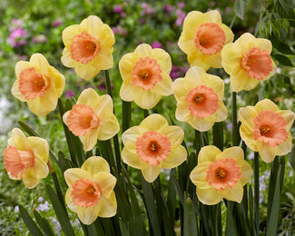 Narcissus 'Colour Magic' Narcissus 'Colour Magic'