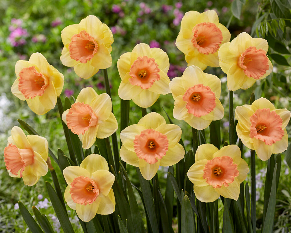 Narcissus 'Colour Magic'