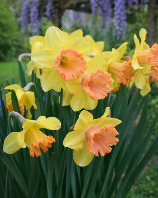 Narcissus 'Colour Run' Narcissus 'Colour Run'