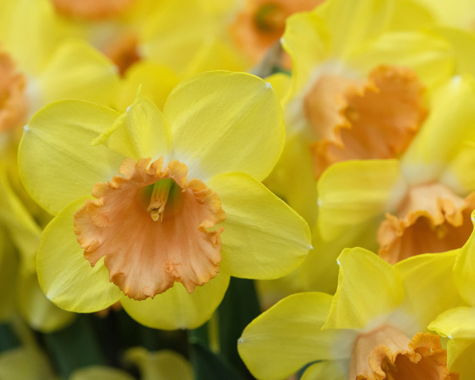 Narcissus 'Colour Run'