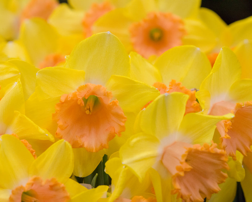 Narcissus 'Colour Run'