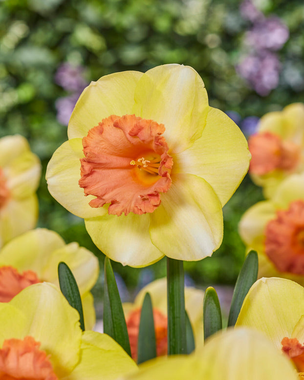 Narcissus 'Colour Run'