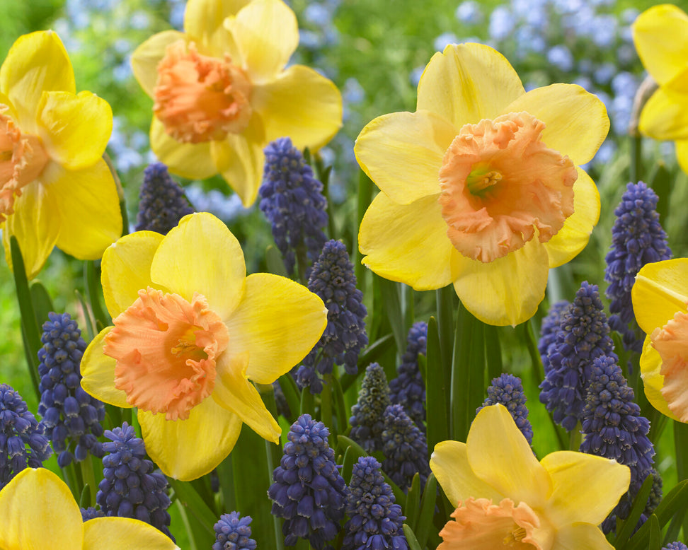 Narcissus 'Colour Run'