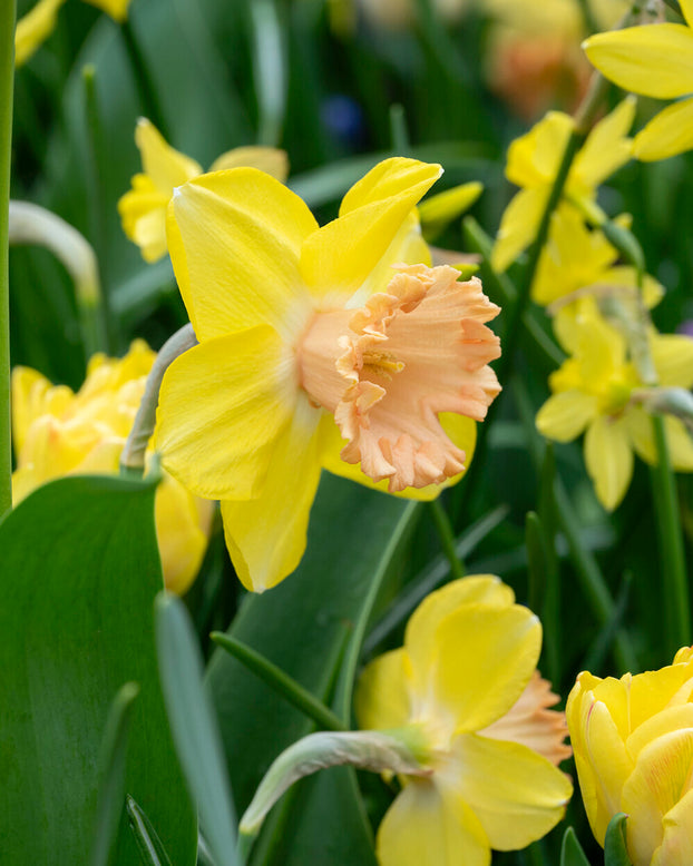 Narcissus 'Colour Run'
