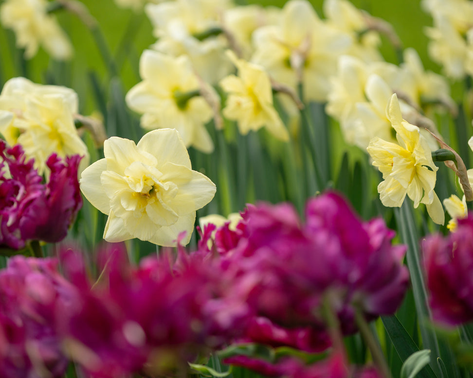 Narcissus 'Dancing Moonlight'