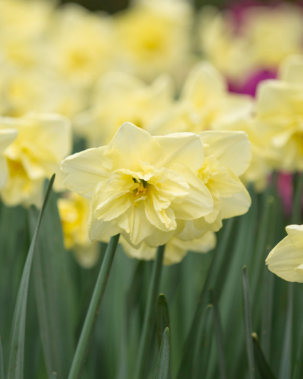 Narcissus 'Dancing Moonlight'