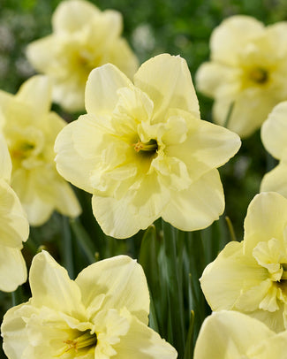 Narcissus 'Dancing Moonlight' Narcissus 'Dancing Moonlight'