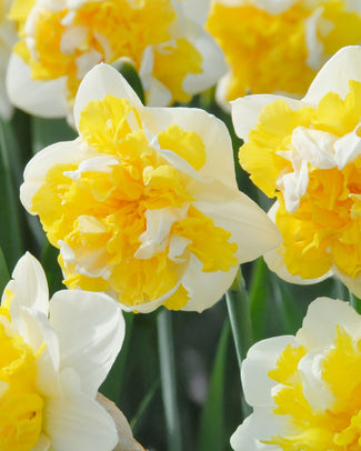 Narcissus 'Doctor Witteveen' Narcissus 'Doctor Witteveen'