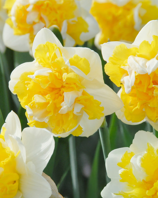 Narcissus 'Doctor Witteveen'