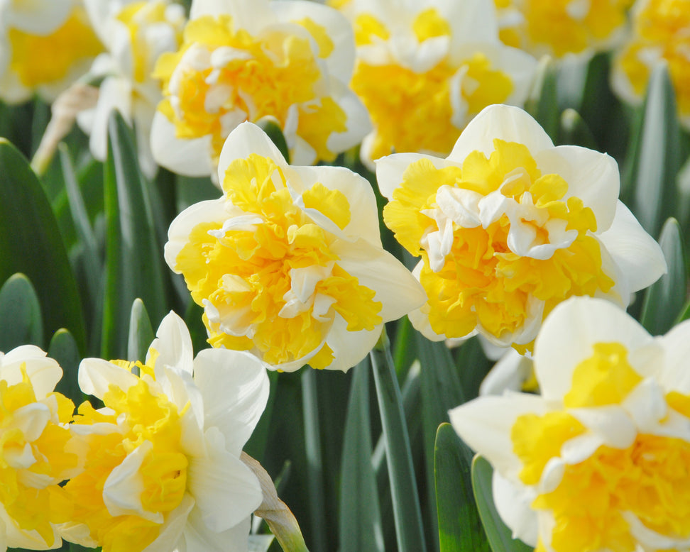 Narcissus 'Doctor Witteveen'