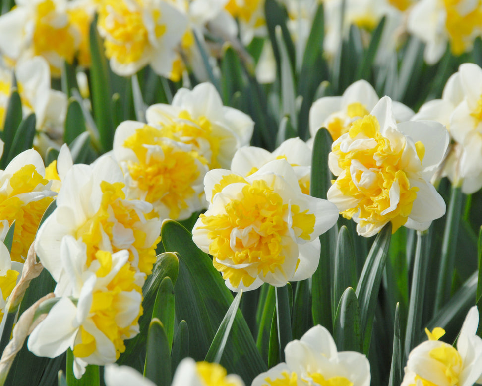 Narcissus 'Doctor Witteveen'