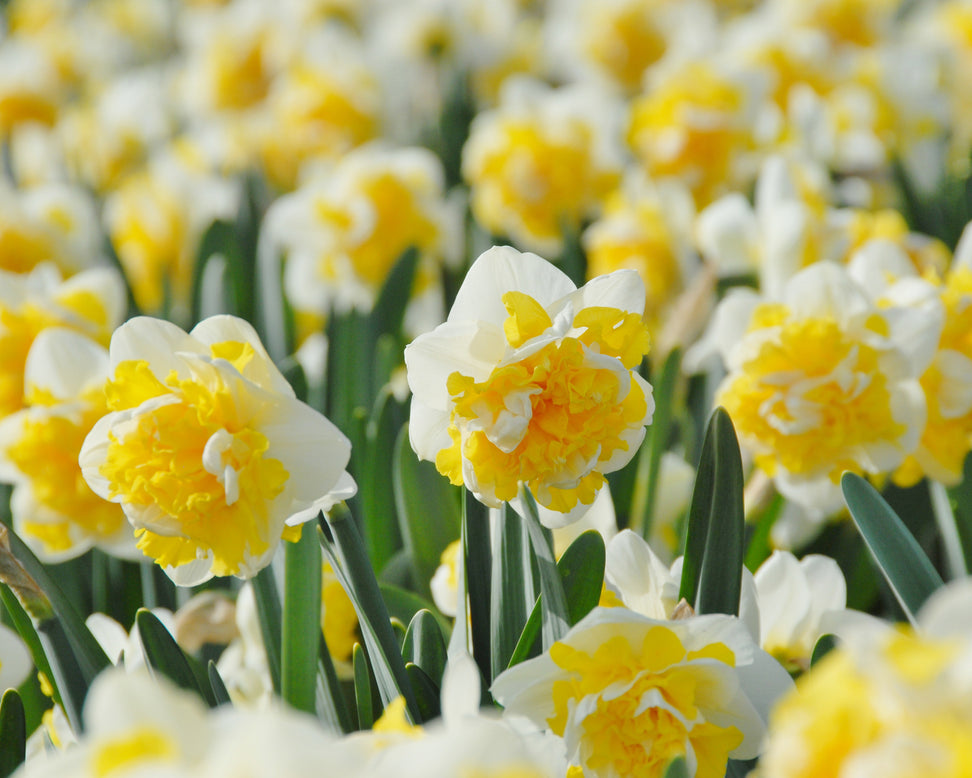 Narcissus 'Doctor Witteveen'