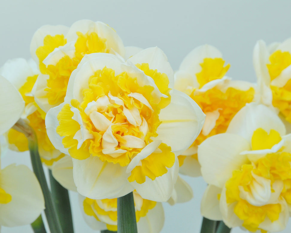 Narcissus 'Doctor Witteveen'