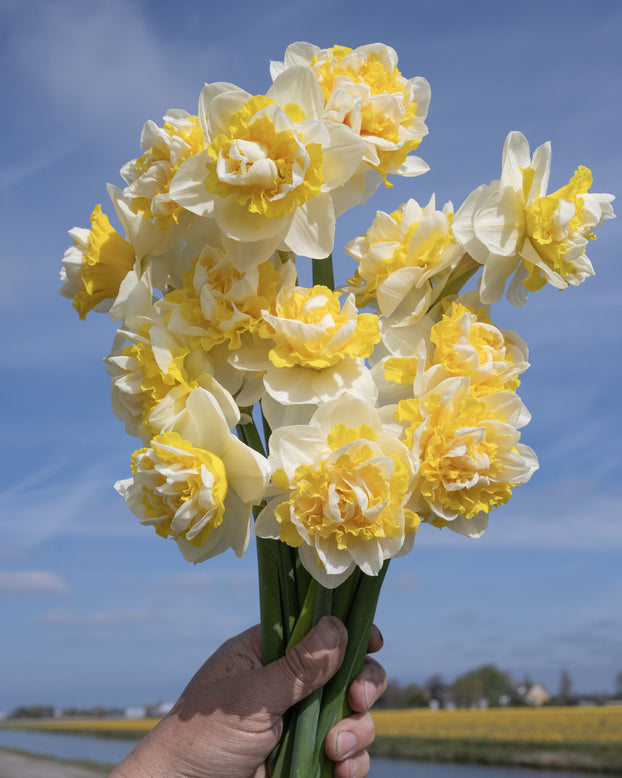 Narcissus 'Doctor Witteveen'