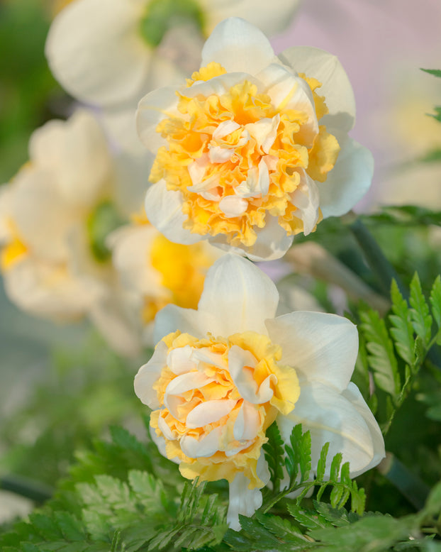 Narcissus 'Doctor Witteveen'