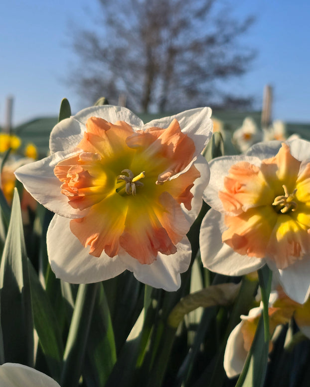 Narcissus 'Drama Queen'