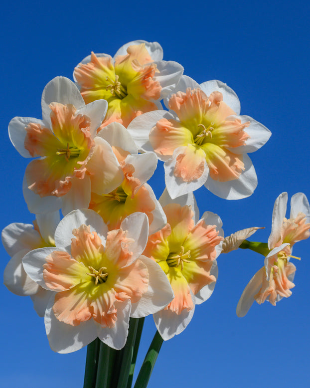 Narcissus 'Drama Queen'