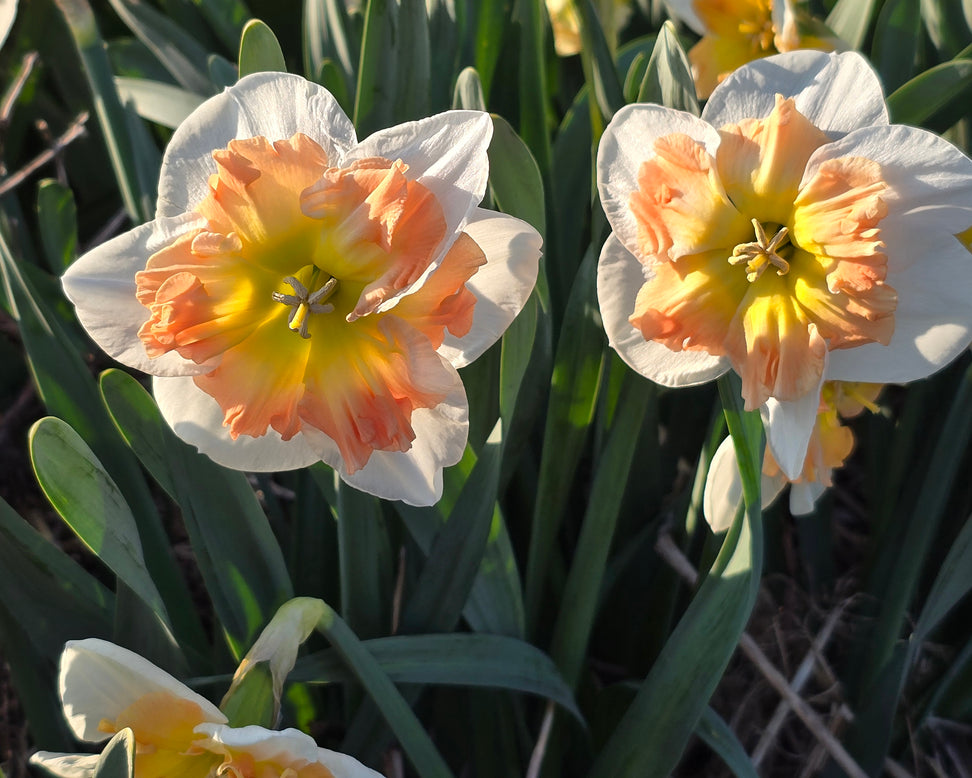 Narcissus 'Drama Queen'
