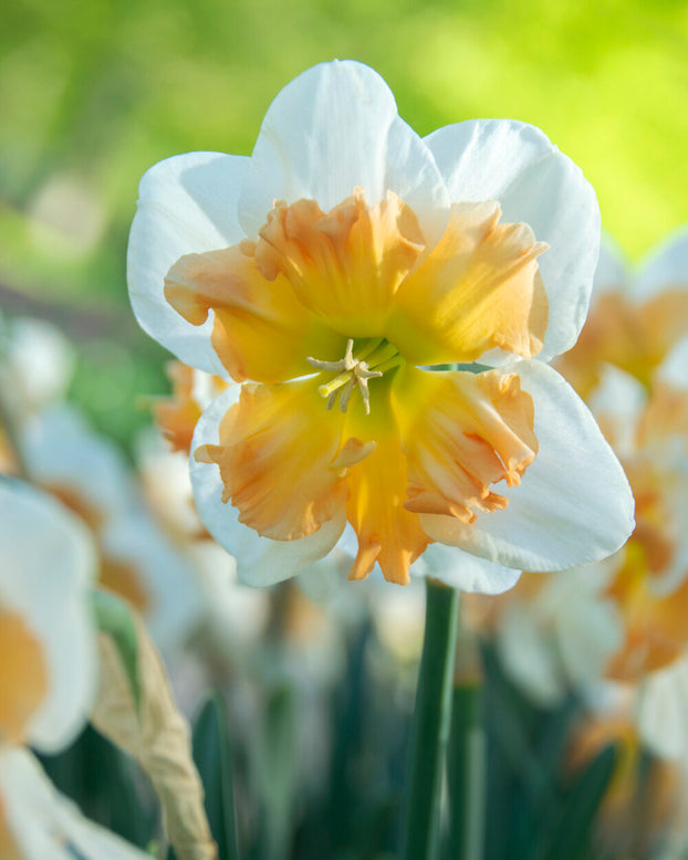 Narcissus 'Drama Queen'
