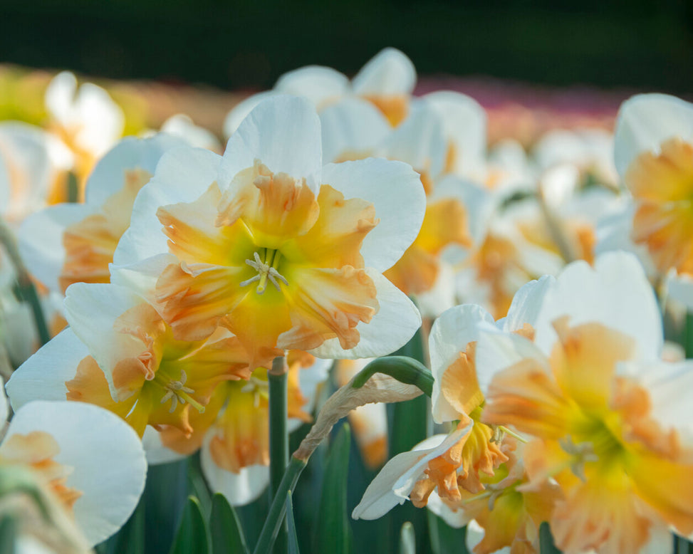 Narcissus 'Drama Queen'