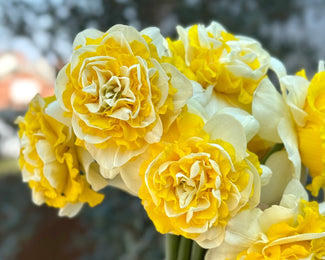 Narcissus 'Dutch Lion' Narcissus 'Dutch Lion'