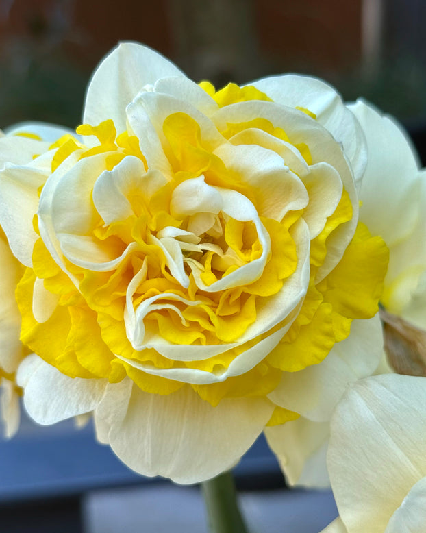 Narcissus 'Dutch Lion'