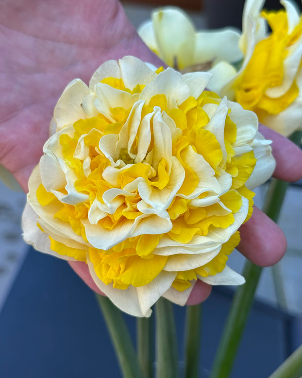 Narcissus 'Dutch Lion'