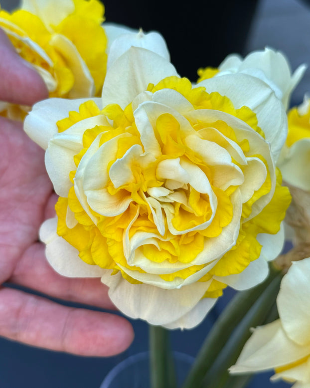 Narcissus 'Dutch Lion'