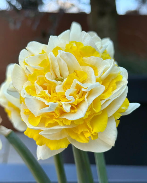 Narcissus 'Dutch Lion'