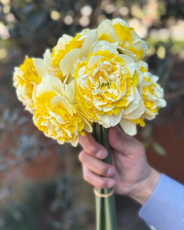 Narcissus 'Dutch Lion'