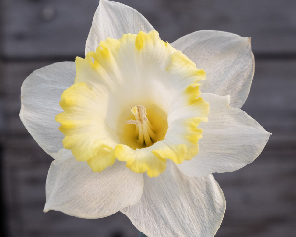Narcissus 'Dutch Mountain'