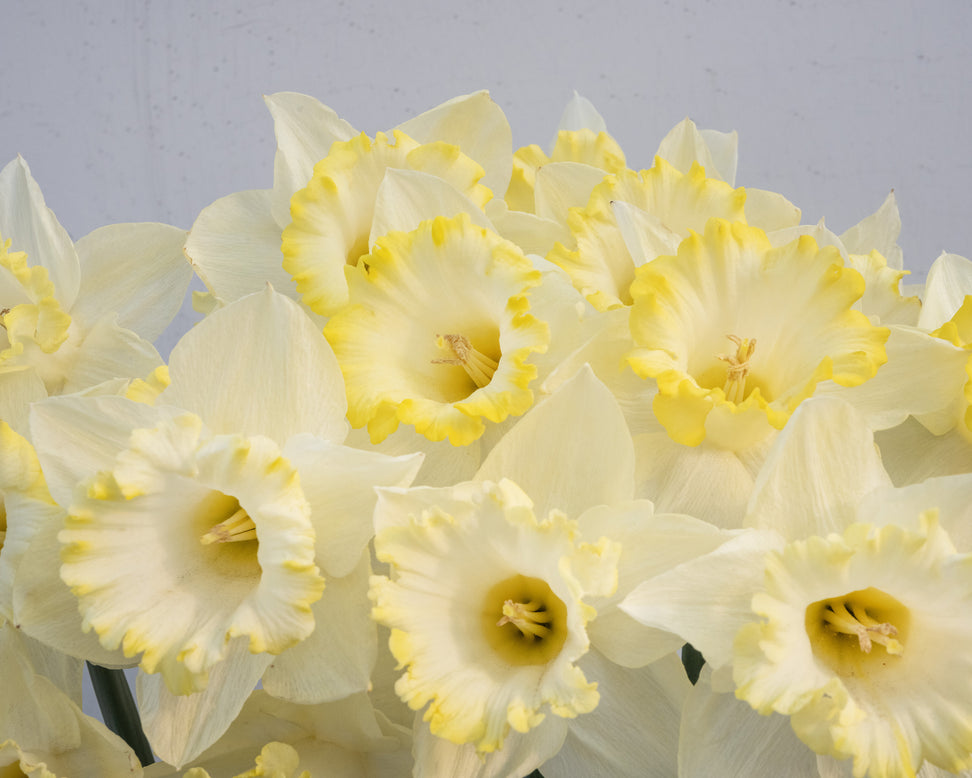 Narcissus 'Dutch Mountain'