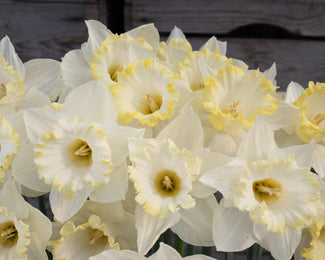 Narcissus 'Dutch Mountain' Narcissus 'Dutch Mountain'