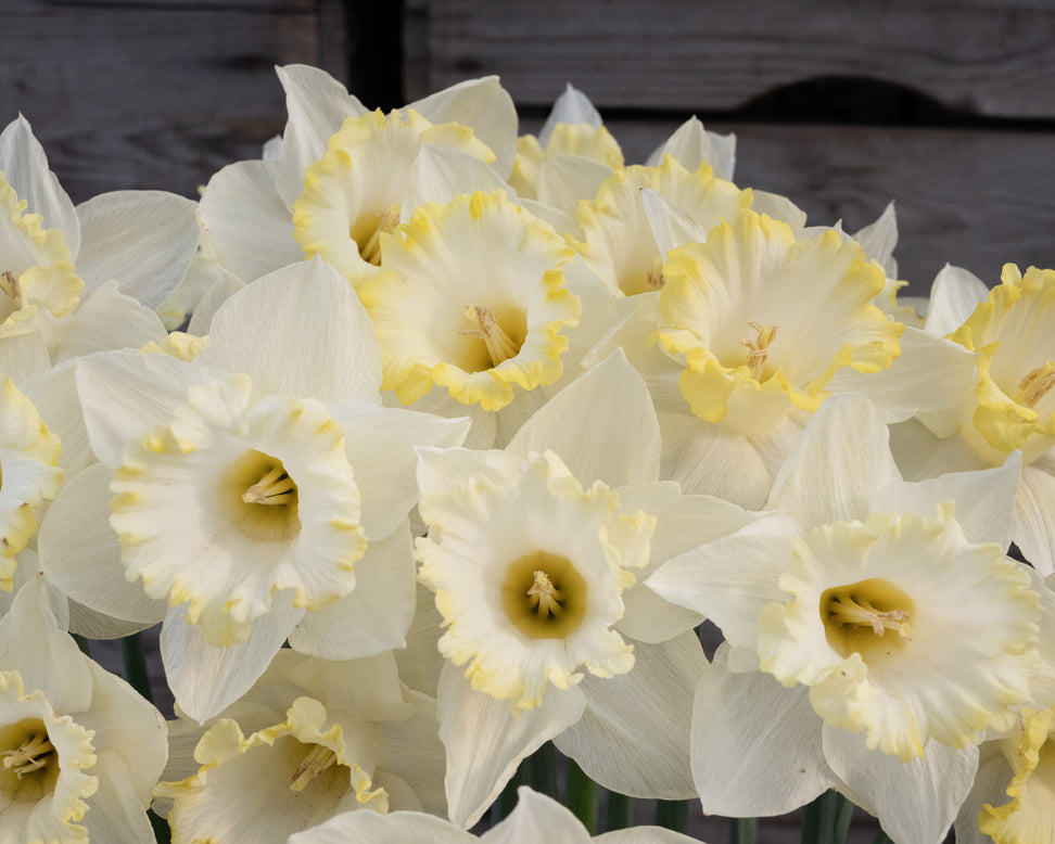 Narcissus 'Dutch Mountain'