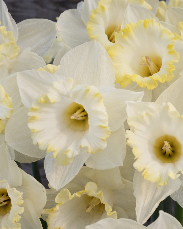 Narcissus 'Dutch Mountain'