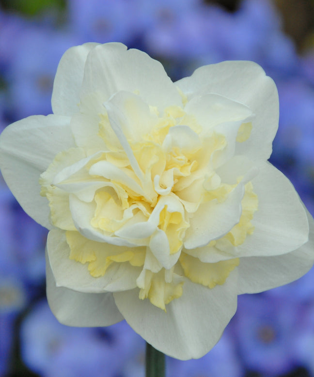 Narcissus 'Easter Born'