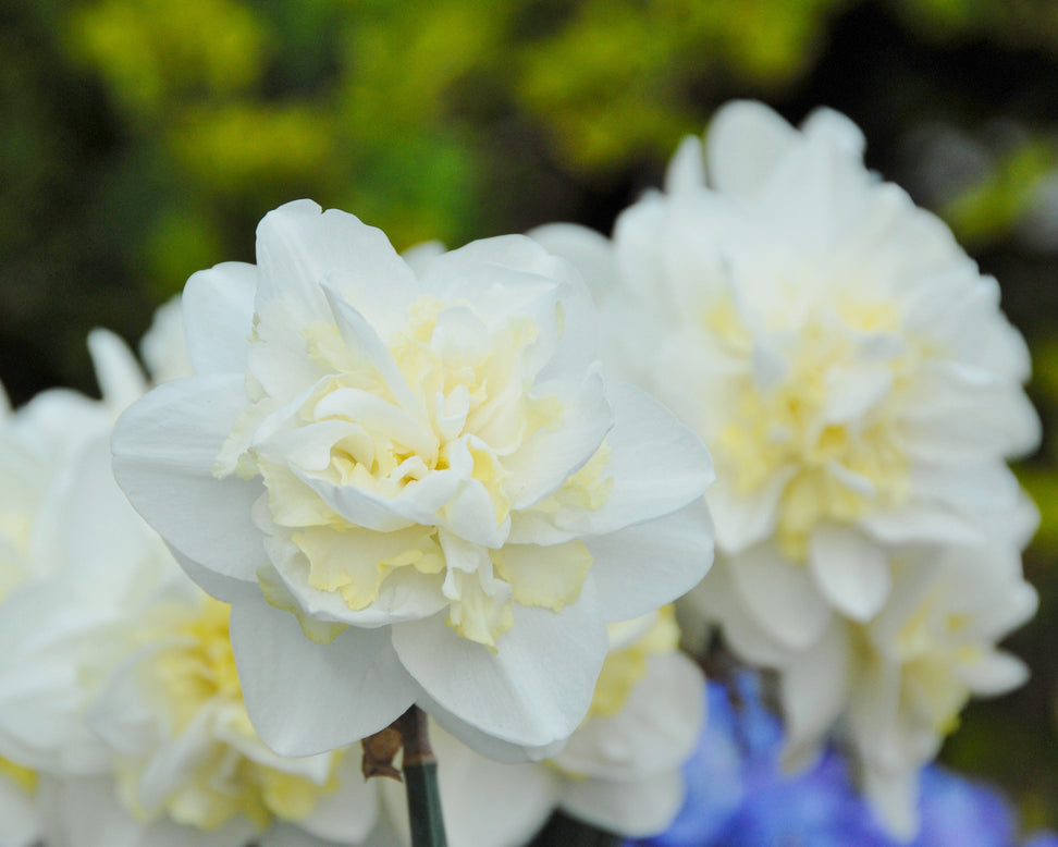 Narcissus 'Easter Born'