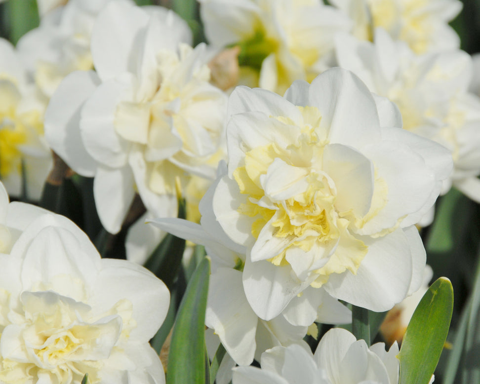 Narcissus 'Easter Born'