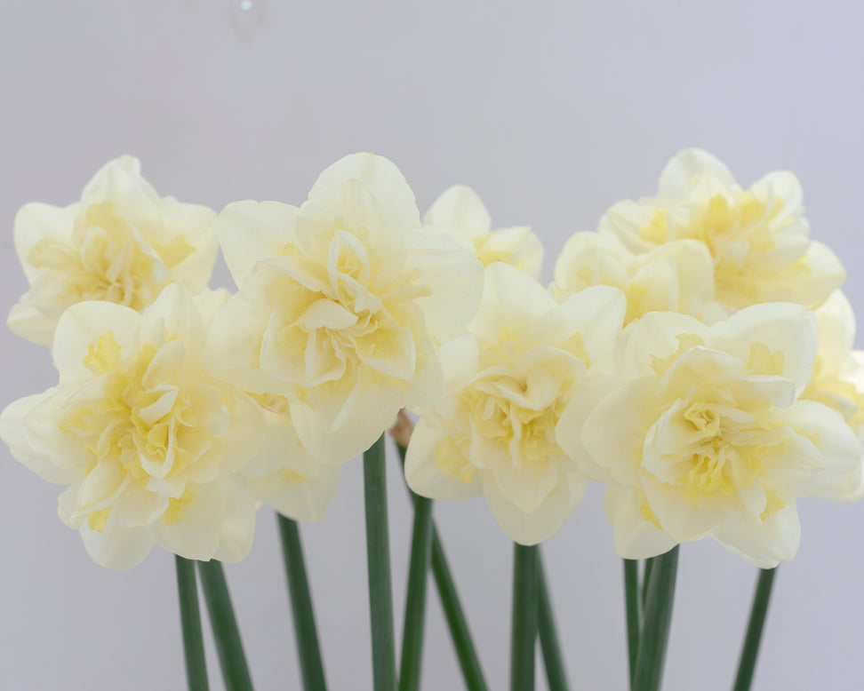 Narcissus 'Easter Born'